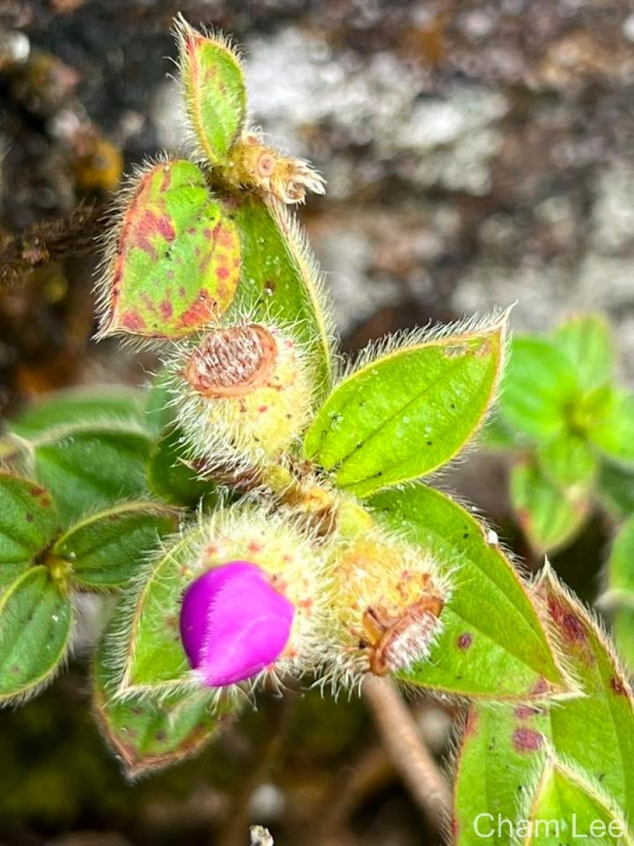 Osbeckia rubicunda Arn.